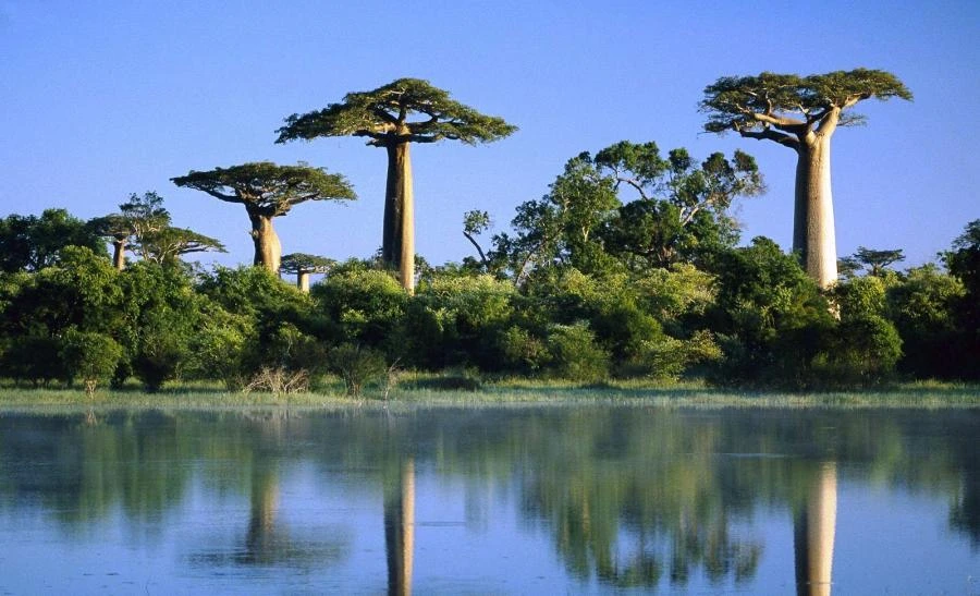 Le baobab dans son environnement naturel