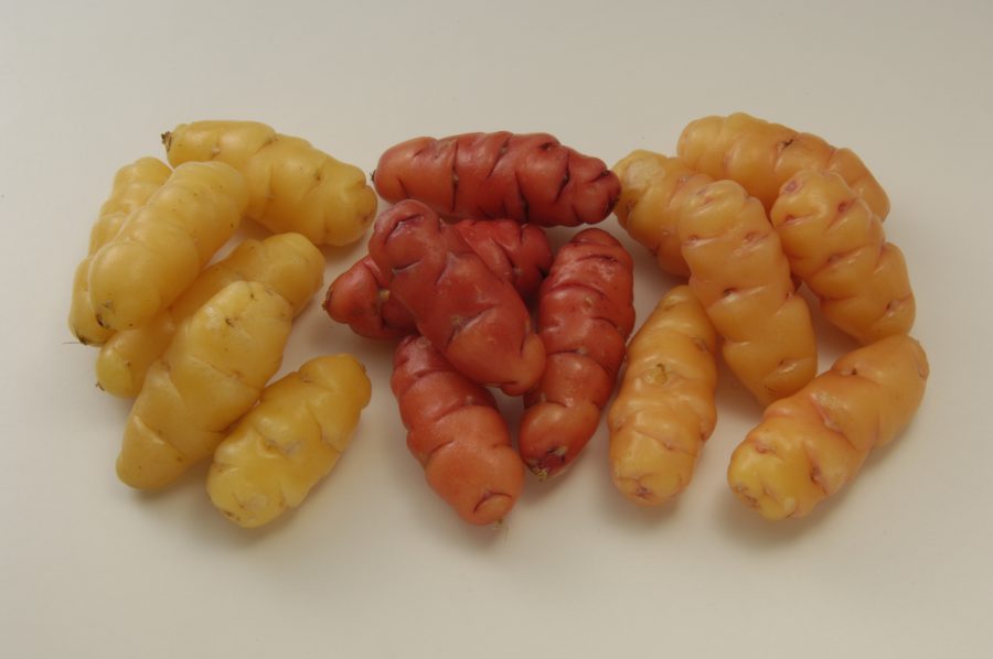 Le Yam biologique hormone naturelle Dhea naturelle bio